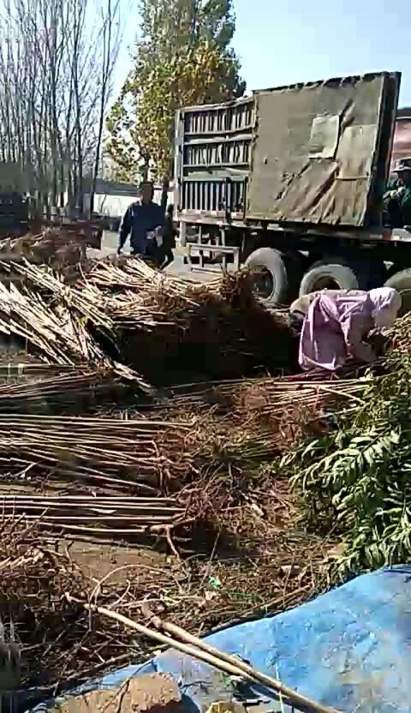 【热卖】香椿苗山东红油香椿苗基地大棚香椿苗批发负责技术