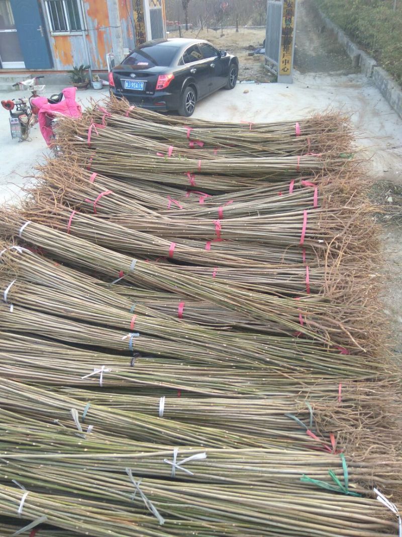 【热卖】香椿苗山东红油香椿苗基地大棚香椿苗批发负责技术