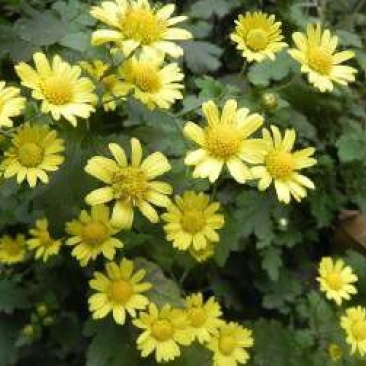 野菊花散装