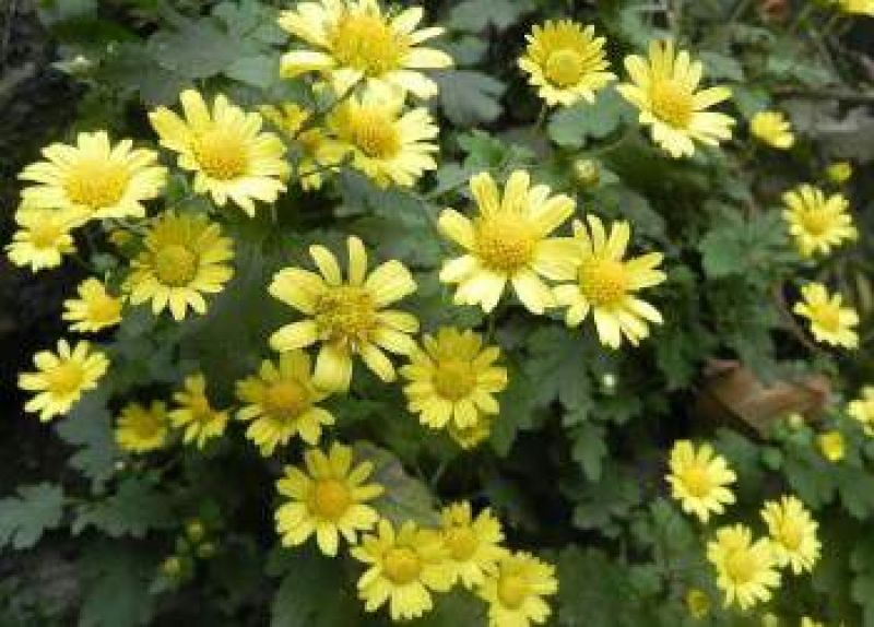 野菊花散装