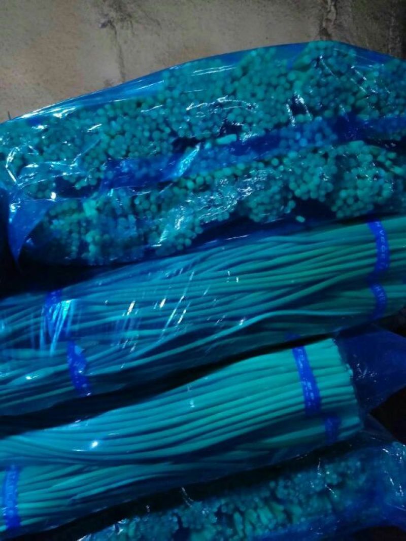 金乡红毛蒜薹没有黄斑，苔条绿长长度60~70公分