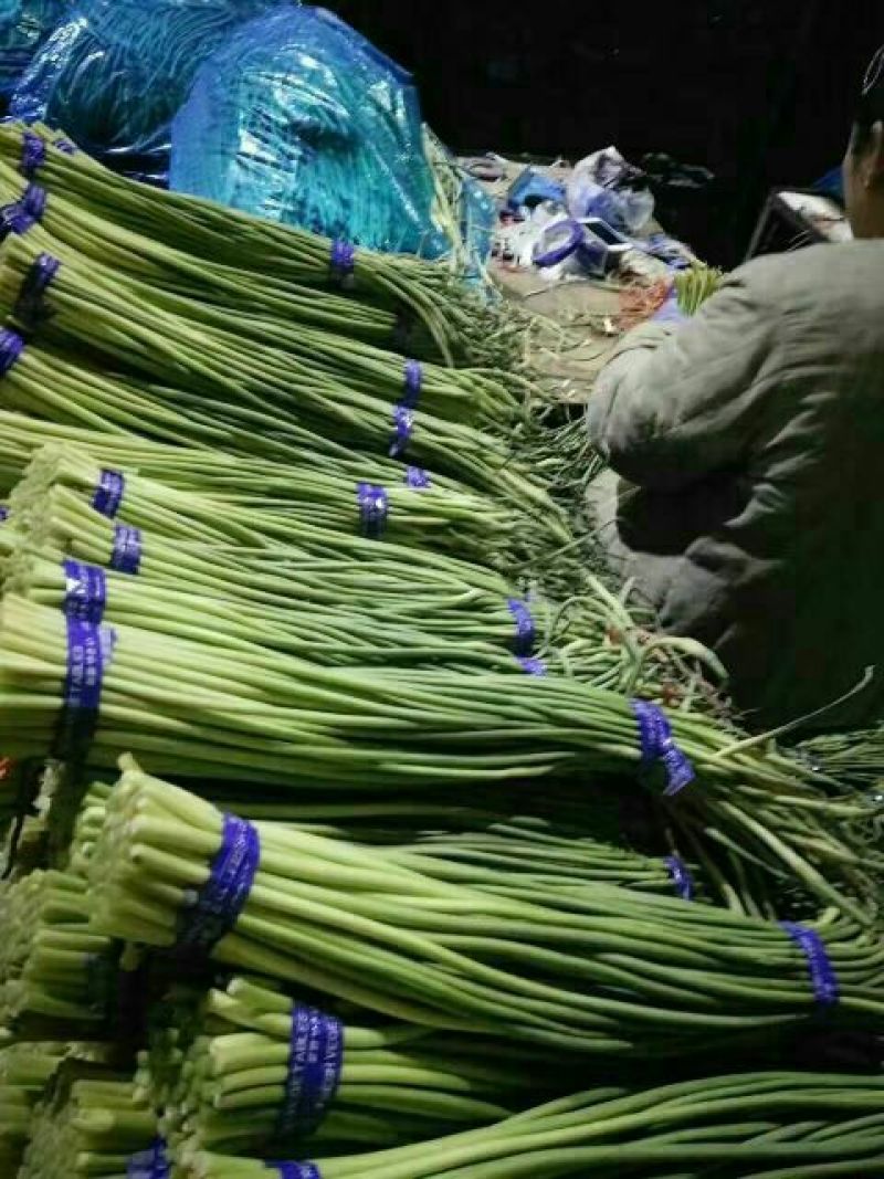 金乡红毛蒜薹没有黄斑，苔条绿长长度60~70公分