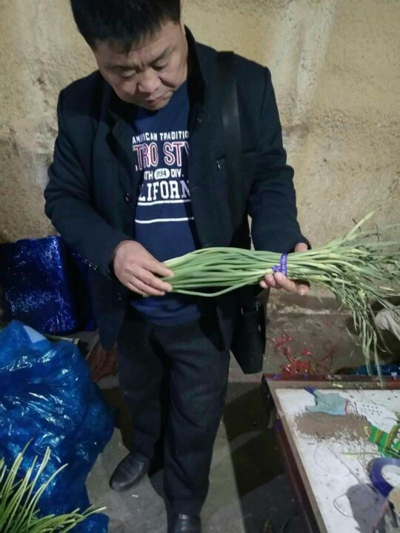 金乡红毛蒜薹没有黄斑，苔条绿长长度60~70公分