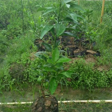 沃柑苗50~80cm