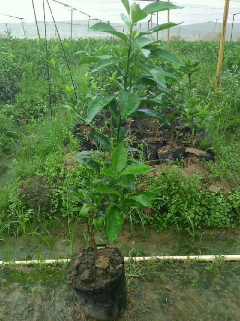 沃柑苗50~80cm