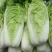 秋宝黄心白菜2-4斤毛净菜