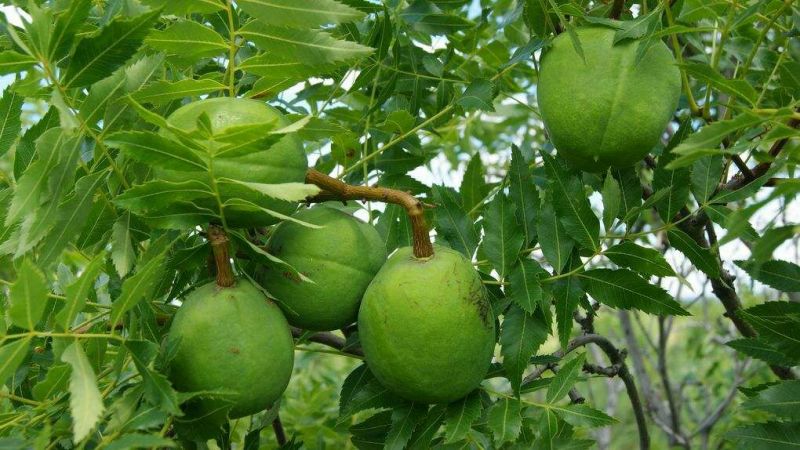 文冠果苗油料树种山西文冠果苗