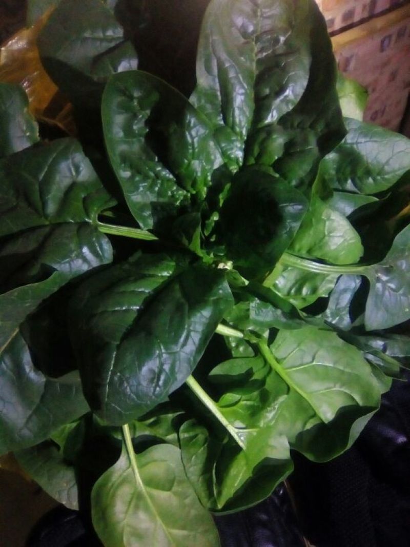 大叶菠菜20~25厘米
