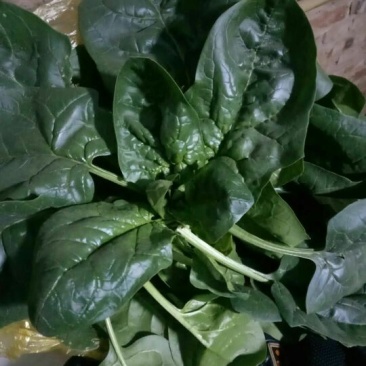 大叶菠菜20~25厘米