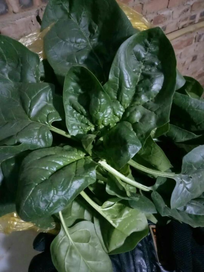 大叶菠菜20~25厘米