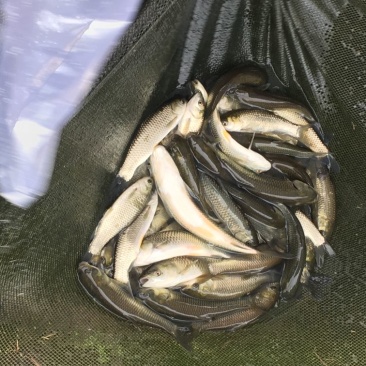 草鱼苗10cm以上人工养殖