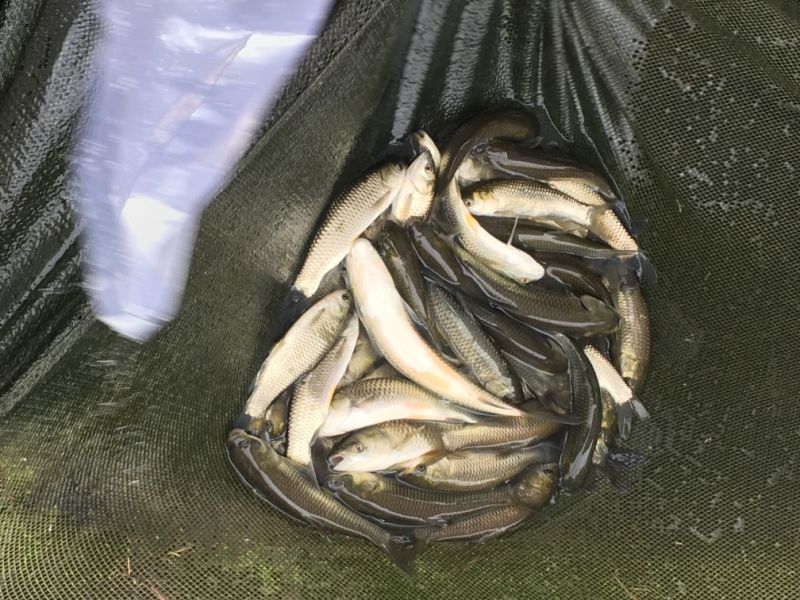 草鱼苗10cm以上人工养殖