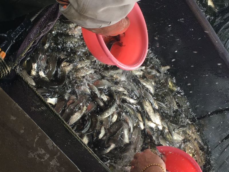 草鱼苗10cm以上人工养殖