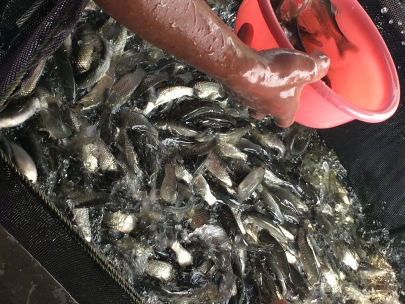 草鱼苗10cm以上人工养殖