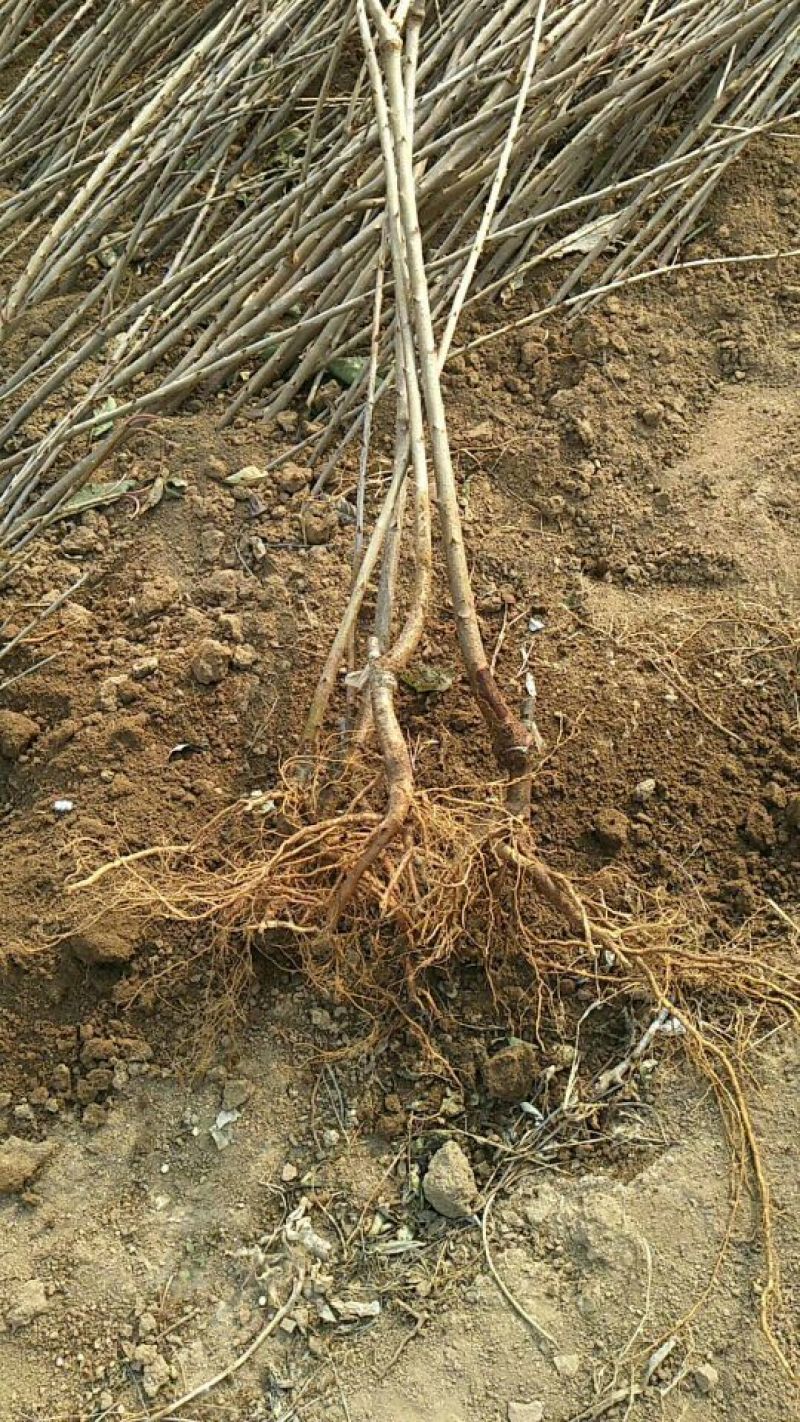 预订车厘子樱桃树苗2年