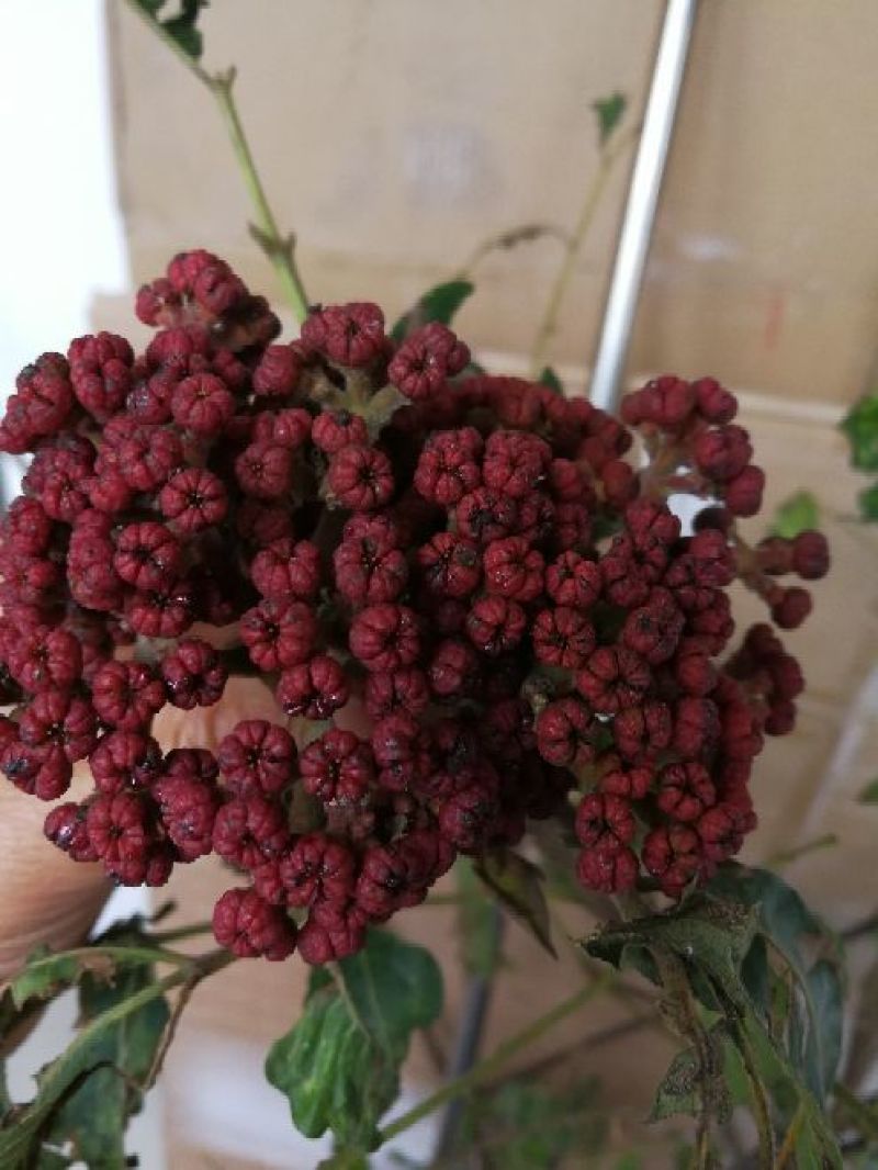 吴茱萸中花统两年苗子1.5厘米左右，可当年结果