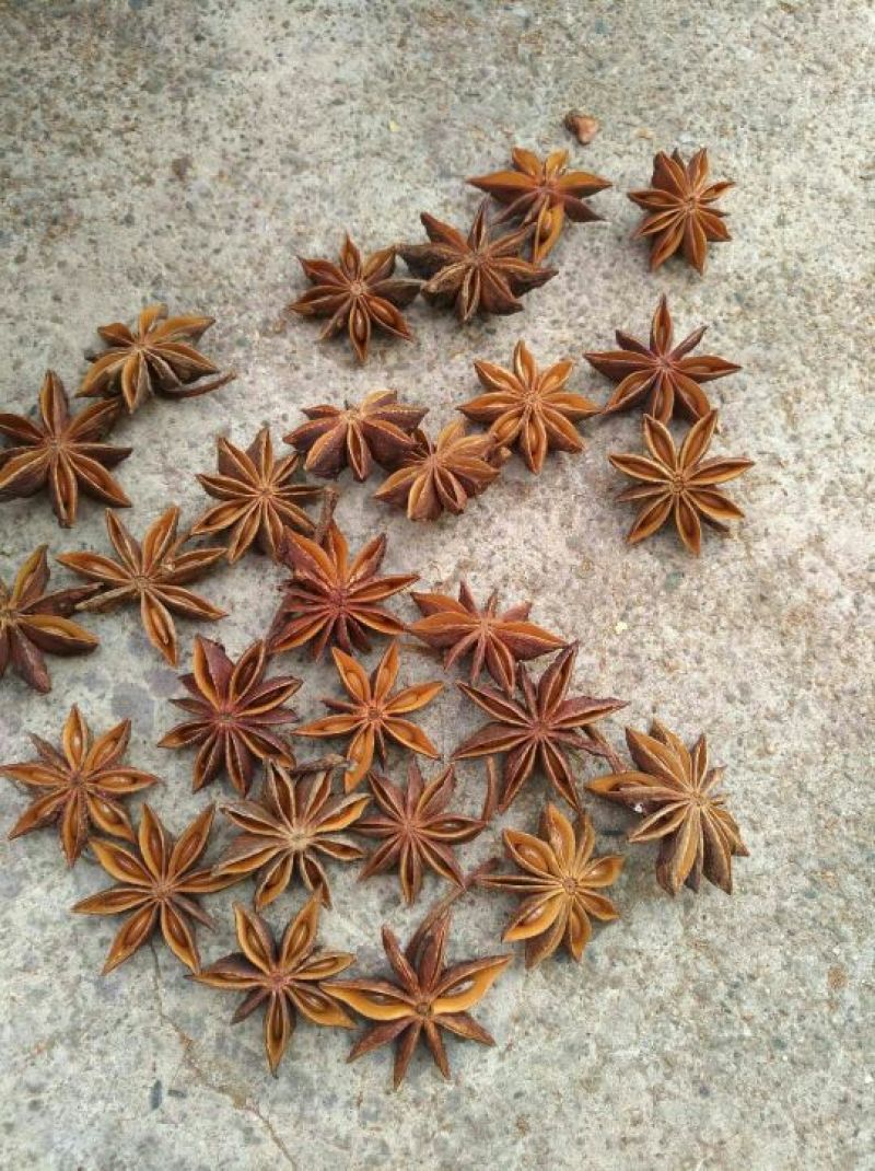 大红八角广西崇左产地直供鲜八角与及国外越南鲜干八角