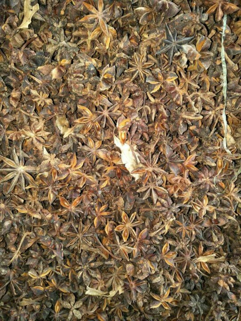 大红八角广西崇左产地直供鲜八角与及国外越南鲜干八角