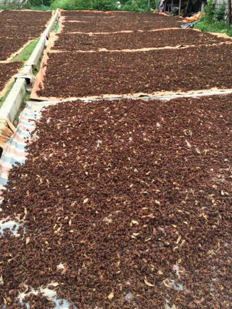 大红八角广西崇左产地直供鲜八角与及国外越南鲜干八角