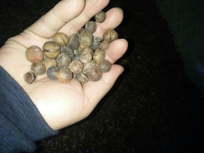 油茶籽97%以上