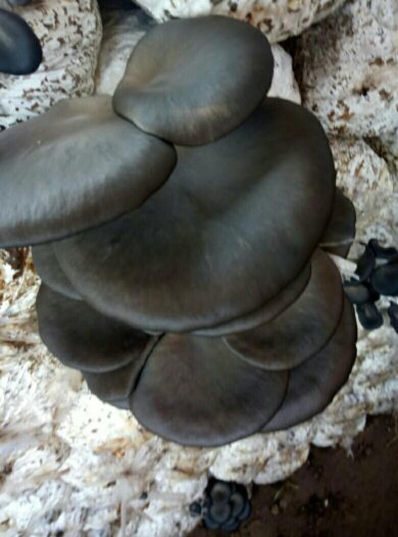 河北平菇黑平菇食用菌。邯郸平菇蘑菇