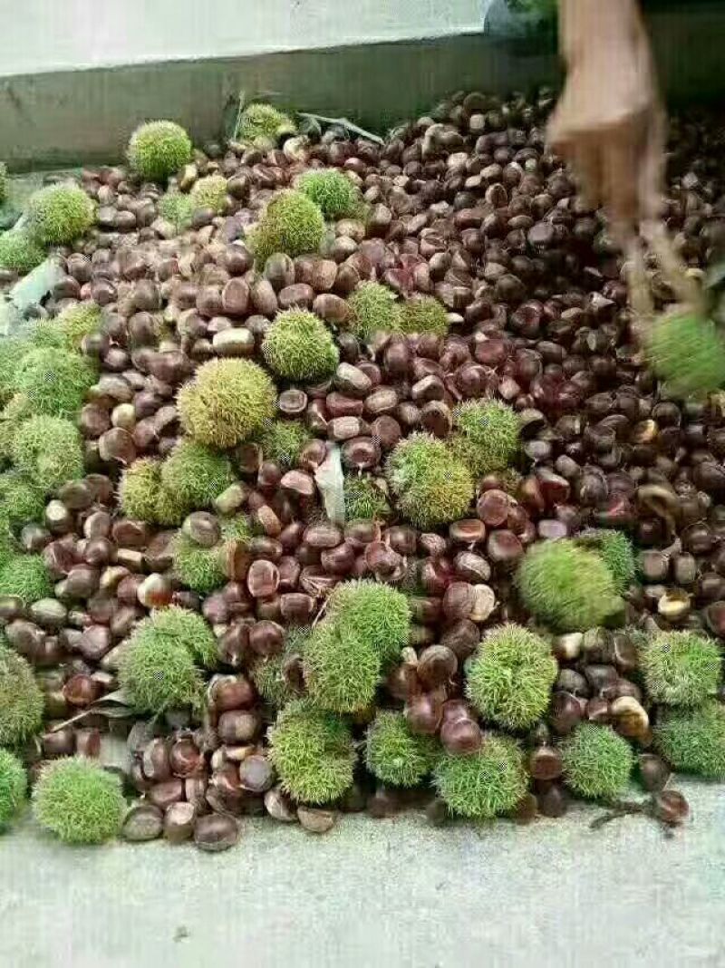 迁西板栗炒栗种中栗