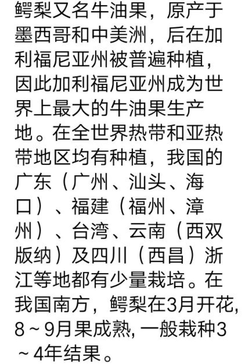 牛油果苗哈斯牛油果杯苗