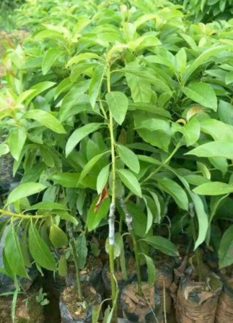 牛油果苗哈斯牛油果杯苗