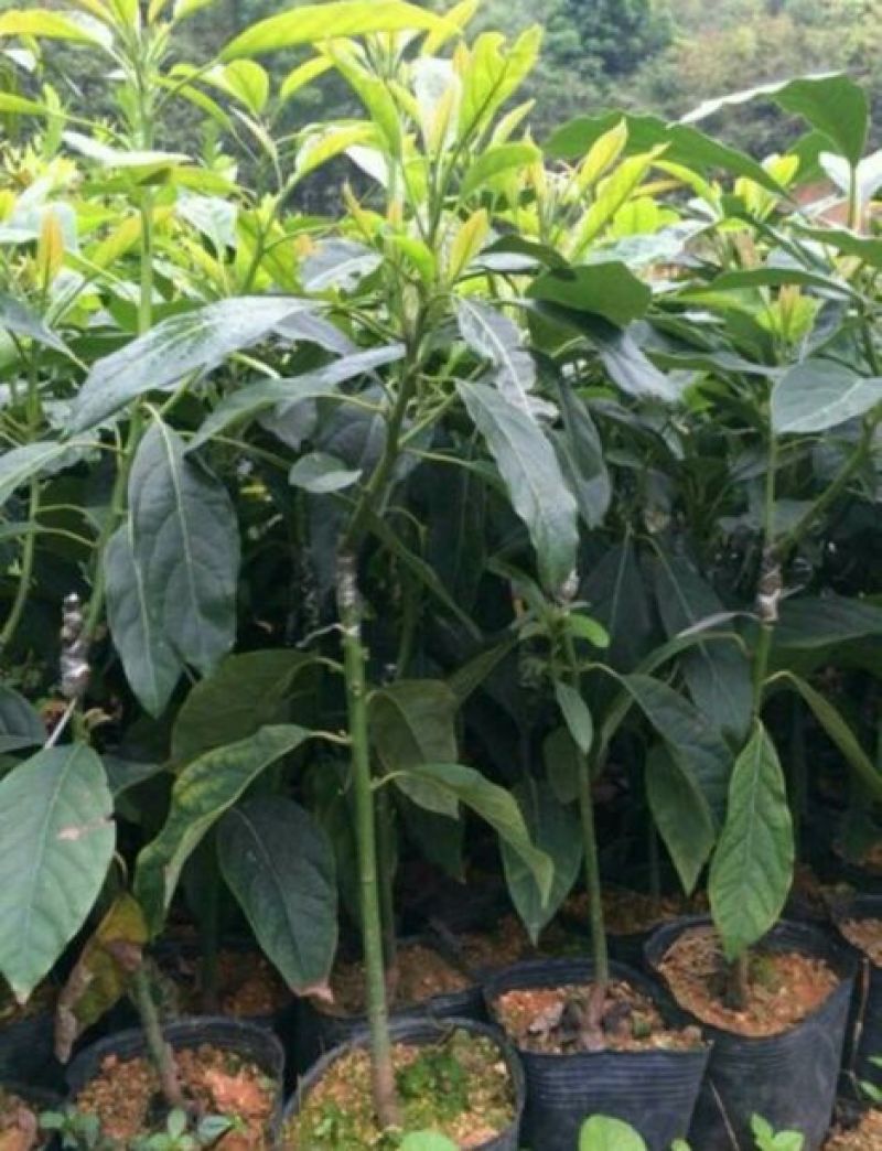 牛油果苗哈斯牛油果杯苗