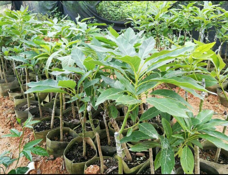 牛油果苗哈斯牛油果杯苗