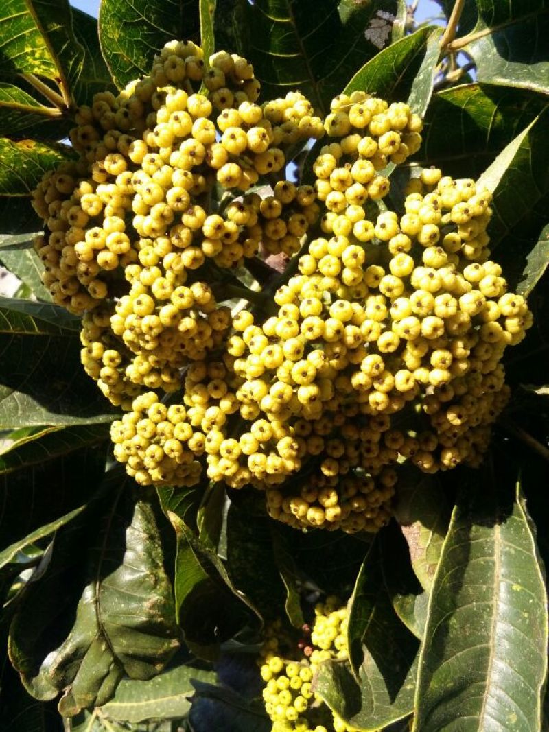 吴茱萸中花统