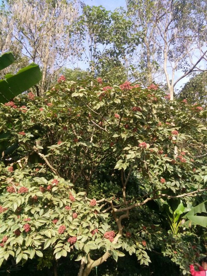 吴茱萸中花统