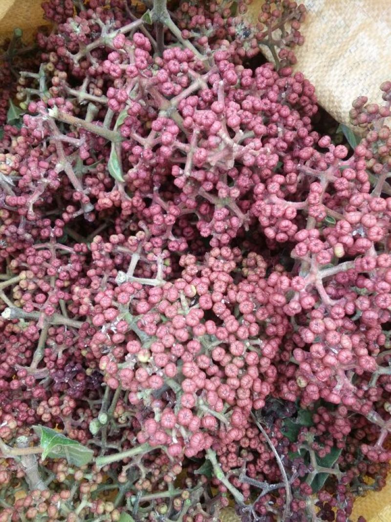 吴茱萸中花统