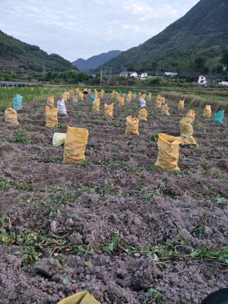 红薯淀粉散装
