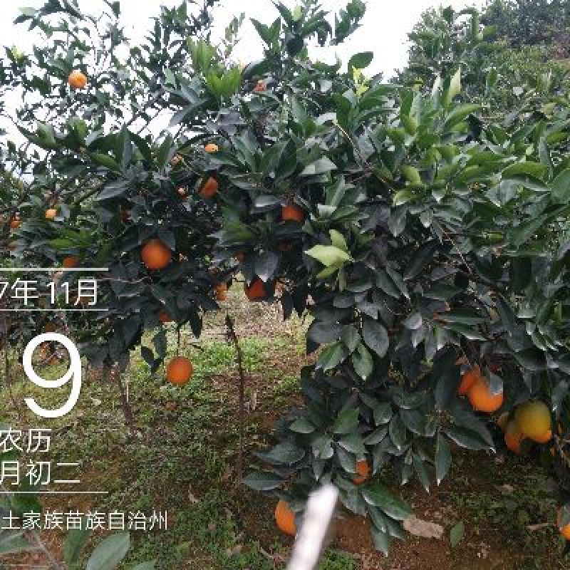 纽荷尔脐橙65~90mm湖南吉首湘西猕猴桃