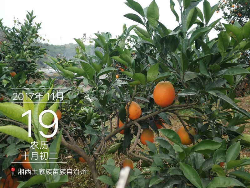 纽荷尔脐橙65~90mm湖南吉首湘西猕猴桃