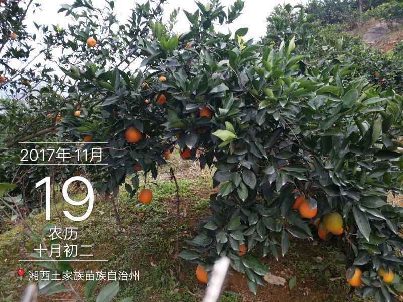 纽荷尔脐橙65~90mm湖南吉首湘西猕猴桃