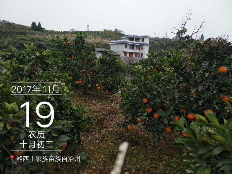 纽荷尔脐橙65~90mm湖南吉首湘西猕猴桃