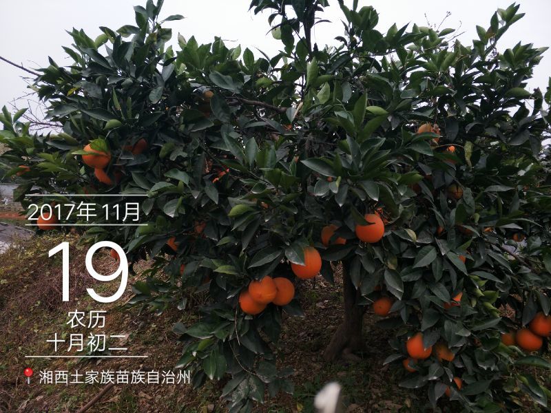 纽荷尔脐橙65~90mm湖南吉首湘西猕猴桃