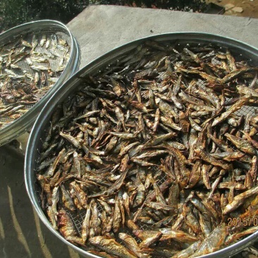 火焙鱼稻谷香味