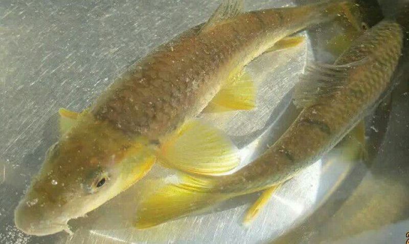 火焙鱼稻谷香味
