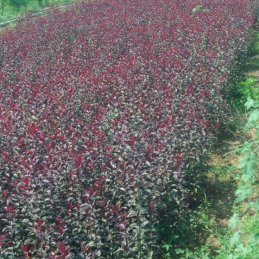 紫叶矮樱100~150cm2cm以下