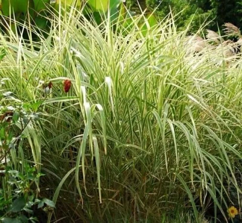 水葱水葱小苗水葱盆栽苗盆栽水葱水葱基地水葱地