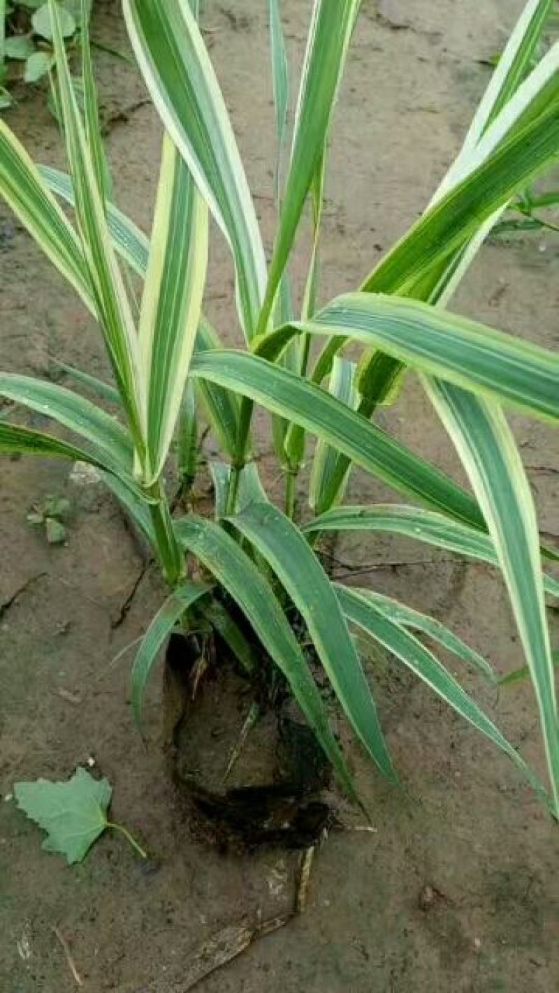 水葱水葱小苗水葱盆栽苗盆栽水葱水葱基地水葱地