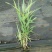 花叶芦竹盆栽花叶芦竹花叶芦竹产地花叶芦竹供应