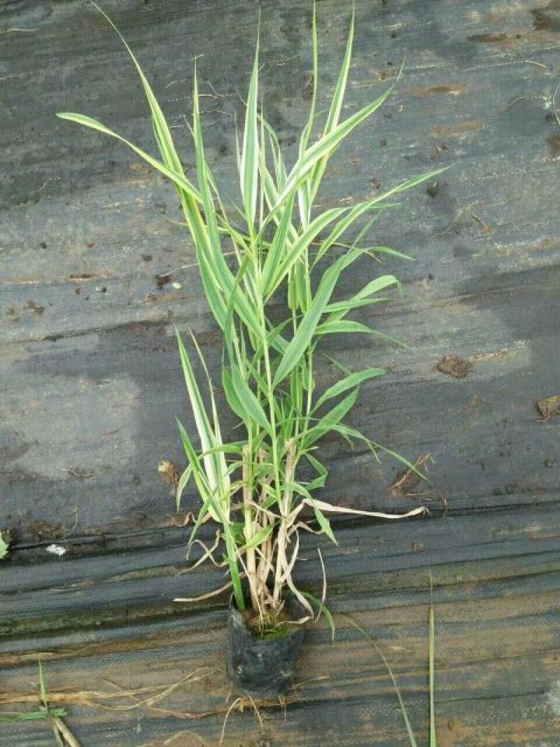 花叶芦竹盆栽花叶芦竹花叶芦竹产地花叶芦竹供应