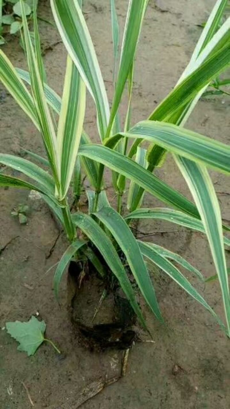 花叶芦竹盆栽花叶芦竹花叶芦竹产地花叶芦竹供应