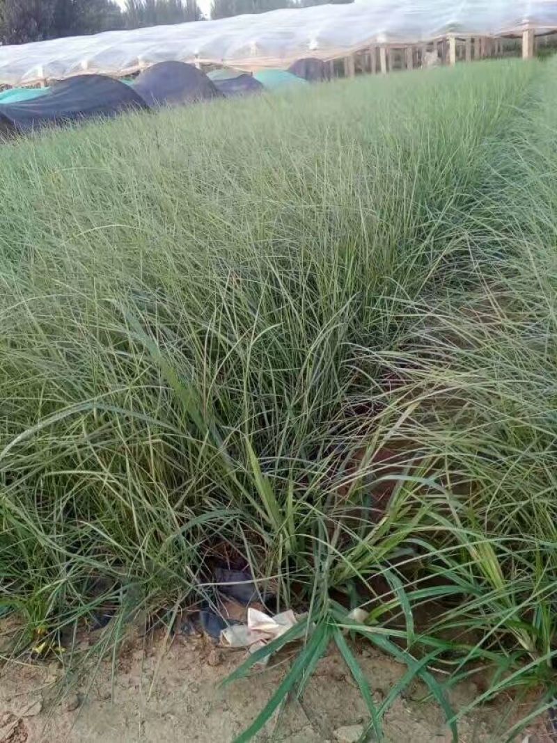 花叶芦竹盆栽花叶芦竹花叶芦竹产地花叶芦竹供应