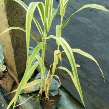 花叶芦竹盆栽花叶芦竹花叶芦竹产地花叶芦竹供应
