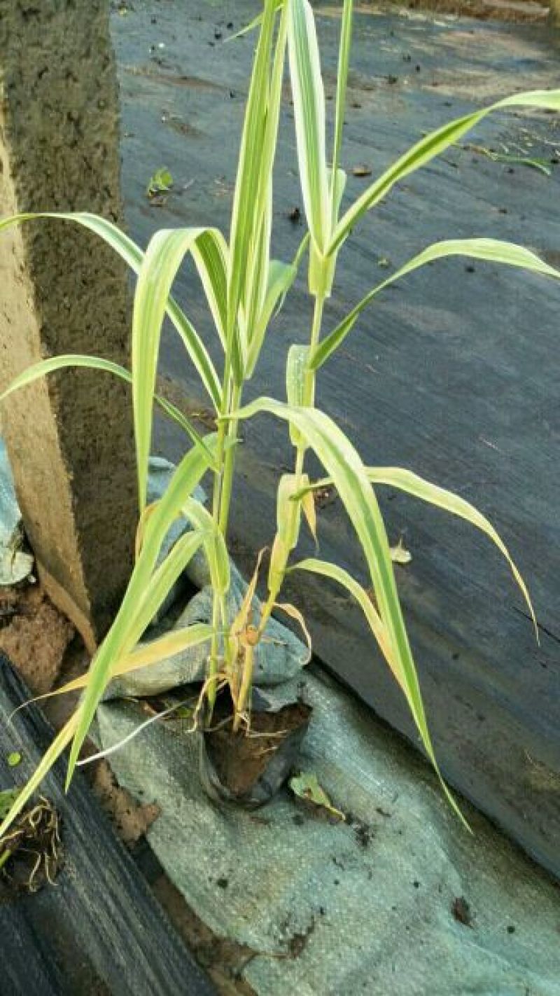 花叶芦竹盆栽花叶芦竹花叶芦竹产地花叶芦竹供应